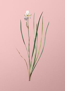 Siberian Iris on Pink