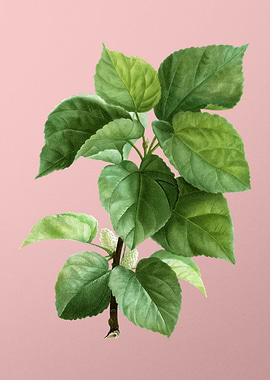 Antique Botanical on Pink