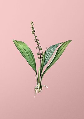 Peliosanthes Teta on Pink