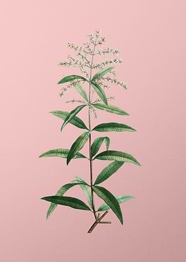 Vintage Botanical on Pink