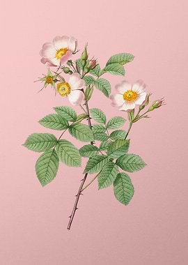 Short Styled Field Rose