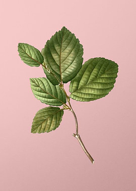 Antique Botanical on Pink