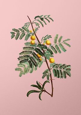 Vintage Botanical on Pink