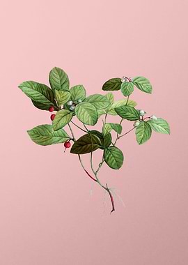 Vintage Botanical on Pink