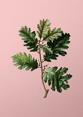 Vintage Botanical on Pink