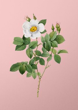 Twin Flowered White Rose