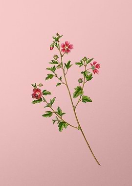 Red Flower Illustration