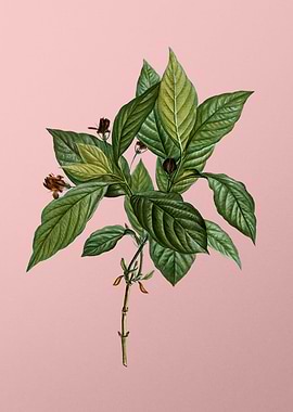 Vintage Botanical on Pink