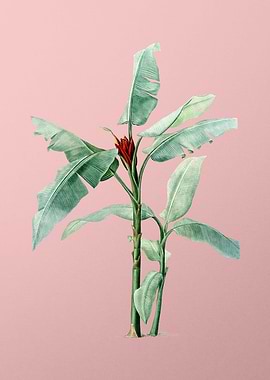 Scarlet Banana on Pink