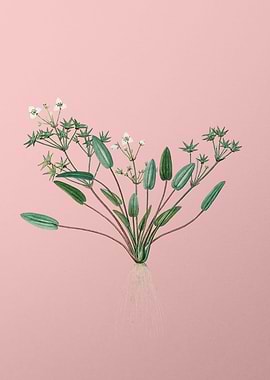 Starfruit Flower on Pink