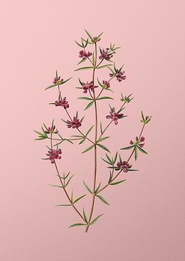 Vintage Pink Flowers