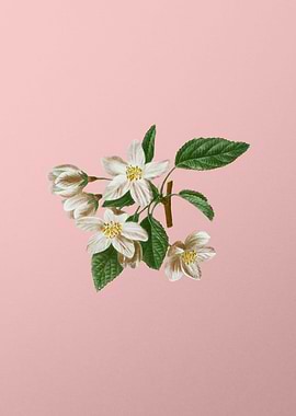 Vintage White Flower Pink