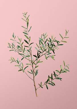 Vintage Botanical on Pink