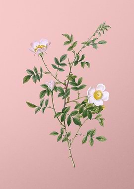 Pink Hedge Rose in Bloom