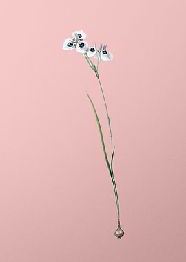 Vieusseuxia Glaucopis