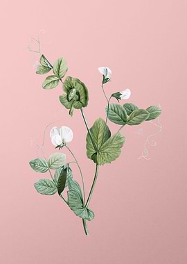 White Pea Flower on Pink