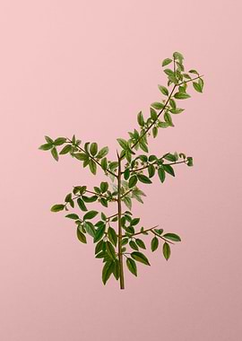 Vintage Botanical on Pink