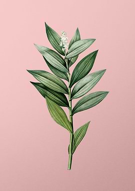 Smilacina Stellata on Pink