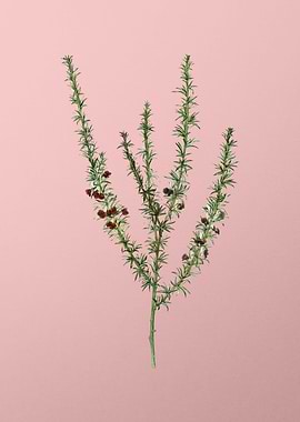 Vintage Botanical on Pink