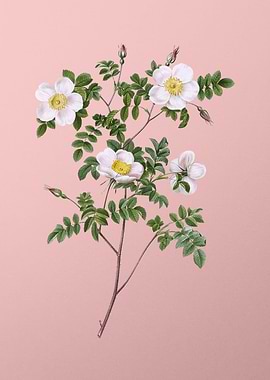 White Candolles Rose