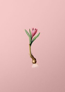 Spring Meadow Saffron