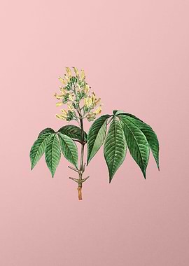 Antique Botanical on Pink