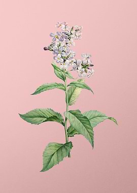 White Gillyflower Bloom