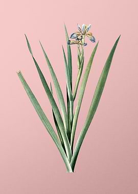 Stinking Iris on Pink