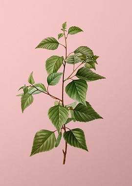 Vintage Botanical on Pink