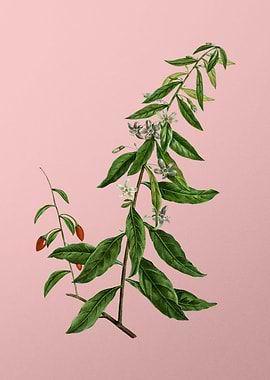 Vintage Botanical on Pink