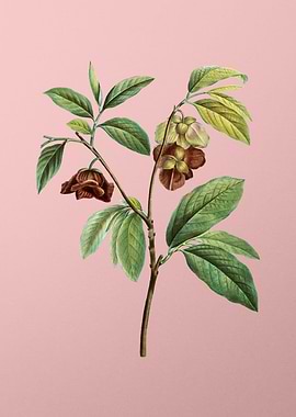 Vintage Floral on Pink