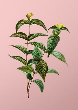 Vintage Floral on Pink