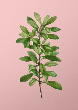 Vintage Botanical on Pink