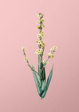 Pale Yellow Eyed Grass