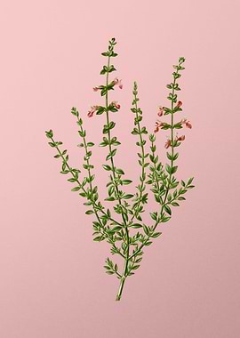 Vintage Pink Flowers