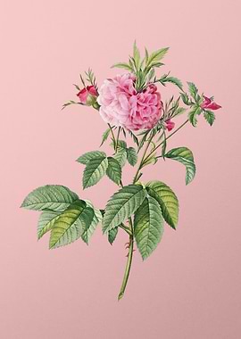 Pink Agatha Rose Flowers