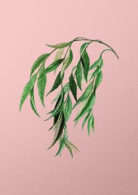 Vintage Botanical on Pink