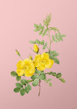 Yellow Sweetbriar Roses