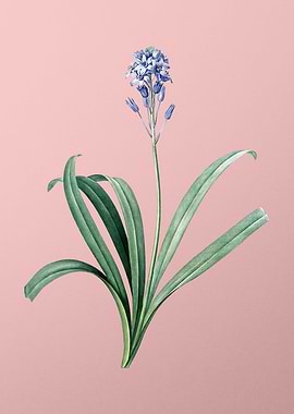 Spanish Bluebell on Pink