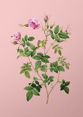 Pink Flowering Rosebush