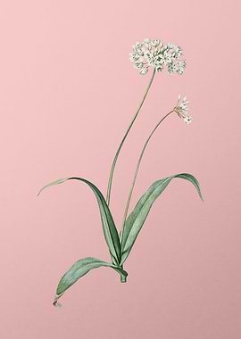 Spring Garlic on Pink