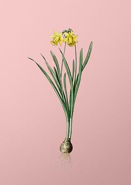 Lesser Wild Daffodil