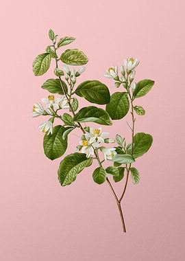 White Flowers on Pink