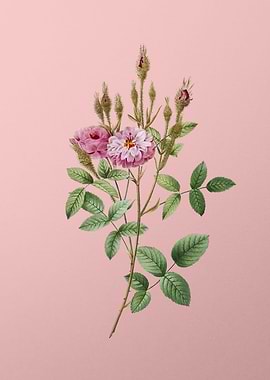 Mossy Pompon Rose on Pink