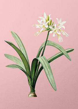 Pancratium Illyricum