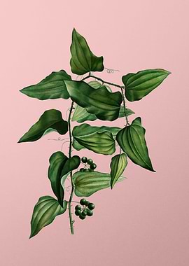 Antique Botanical on Pink