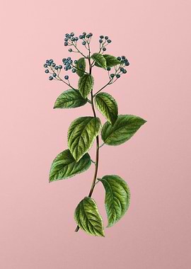 Vintage Blue Flower Pink