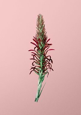 Pitcairnia Latifolia