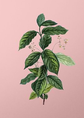 Vintage Botanical on Pink