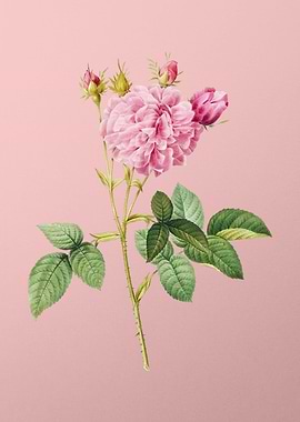 Pink Agatha Rose on Pink